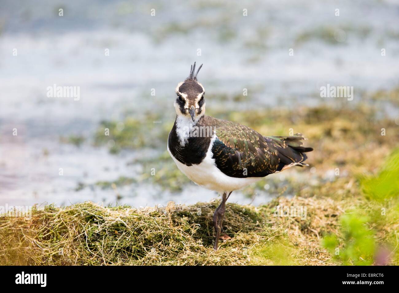 Ein Kiebitz auf dem Boden in der Nähe von Wasser an Blashford Seen. Stockfoto