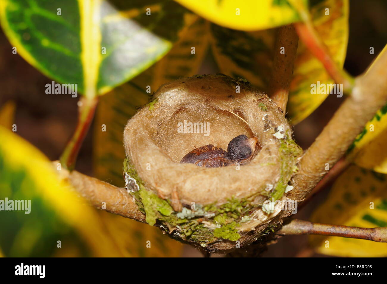 Baby-Vogel der Rufous tailed Kolibri im Nest, Costa Rica, Mittelamerika Stockfoto