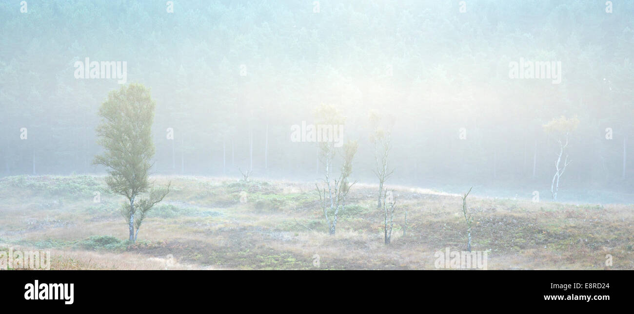 Nebligen Morgen in Sherbrooke Tal Spätsommer Frühherbst auf Cannock Chase Bereich der hervorragenden natürlichen Schönheit Staffordshire Stockfoto