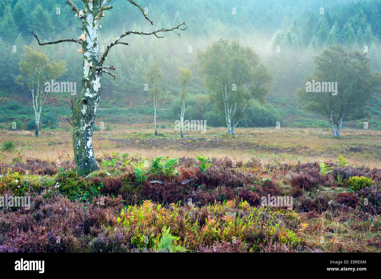 Nebligen Morgen in Sherbrooke Tal Spätsommer Frühherbst auf Cannock Chase Bereich der hervorragenden natürlichen Schönheit Staffordshire Stockfoto