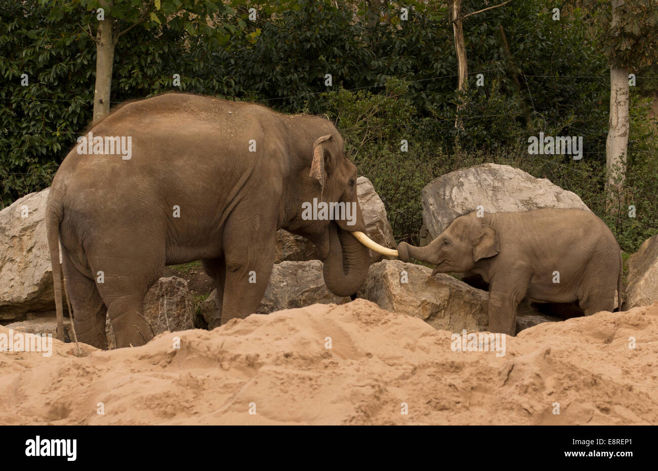 Vater und Baby-Elefant spielen Stockfoto