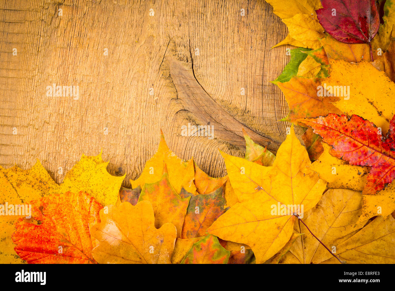 Rote und gelbe Herbstlaub nasses auf dem Hintergrund ein dunkles Altholz Stockfoto