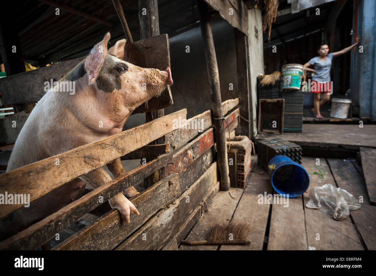 Schweine in einem Stall in der Heimat des Metzgers in der Fischerei Dorf Prek Svay, Koh Rong Island, Kambodscha Stockfoto