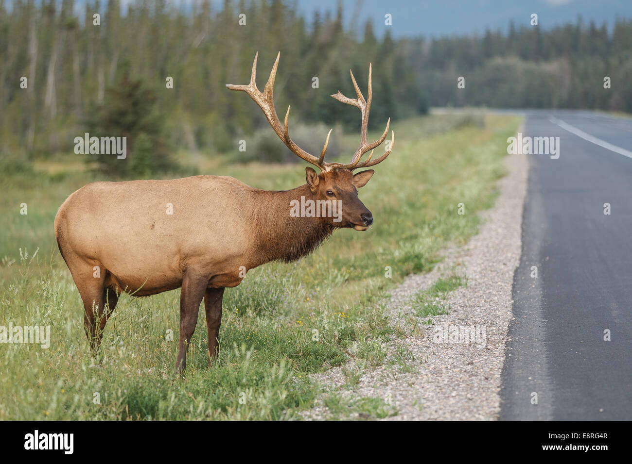 Ein Stier Elch durch den Yellowhead Highway in Jasper Nationalpark, Alberta, Kanada. Stockfoto