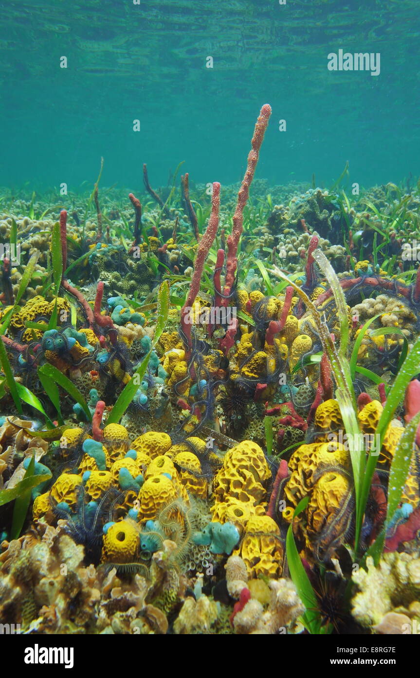 Bunte Unterwasserwelt auf flachen Meeresboden des karibischen Meeres mit Schwämmen und Schlangensterne Stockfoto