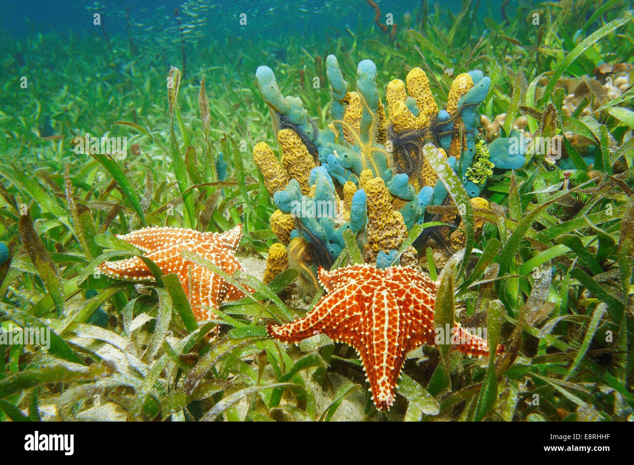 Unterwasserwelt mit bunten Schwämmen und Seesterne umgeben von Seegras im karibischen Meer Stockfoto