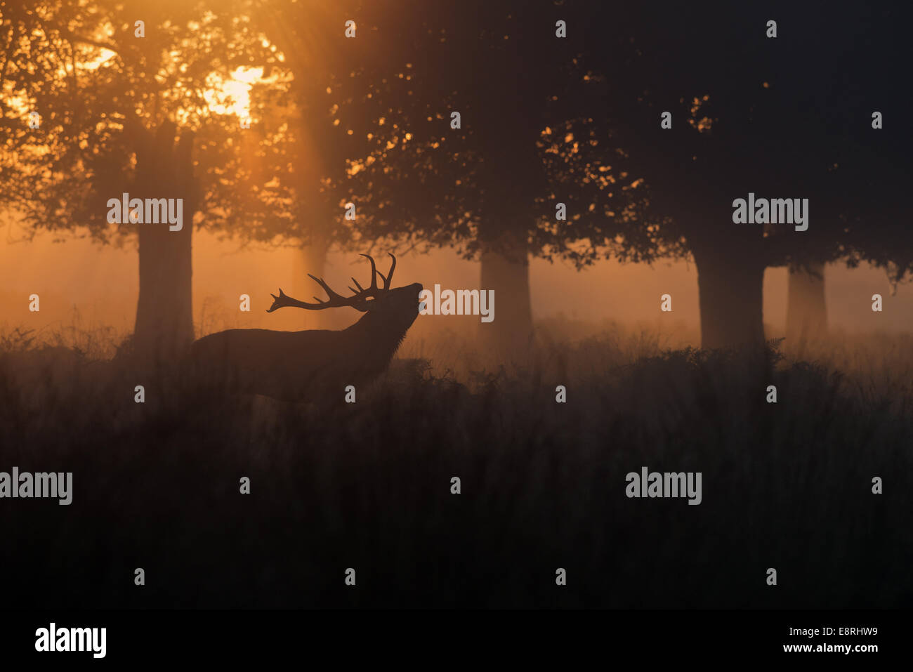 Männliche Rotwild (Hirsch) - Cervus Elaphus brüllen im Nebel bei Sonnenaufgang während der Brunftzeit im Richmond Park, London, Uk Stockfoto