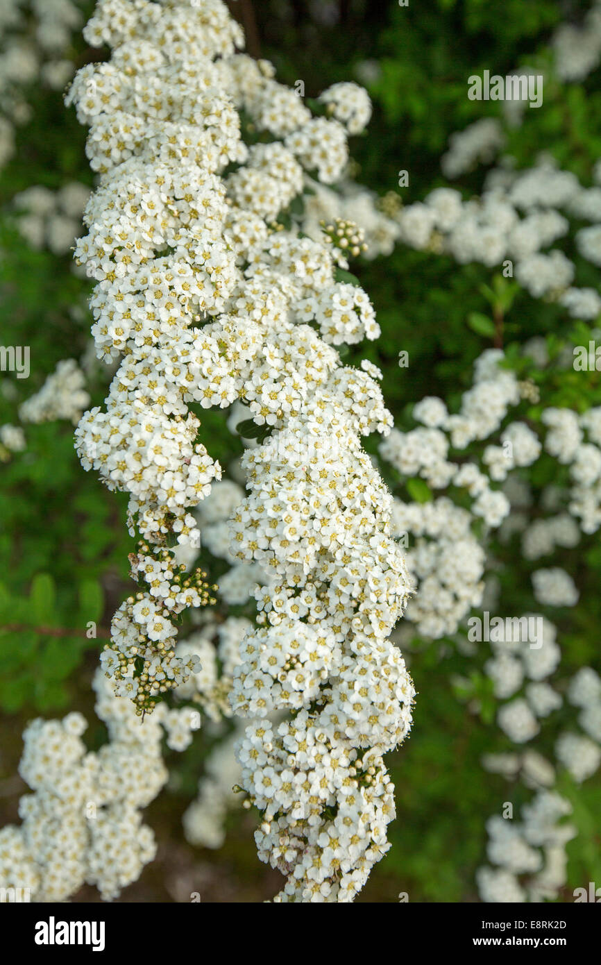 Common british wild flowers of the hedgerows spring flowers Fotos und