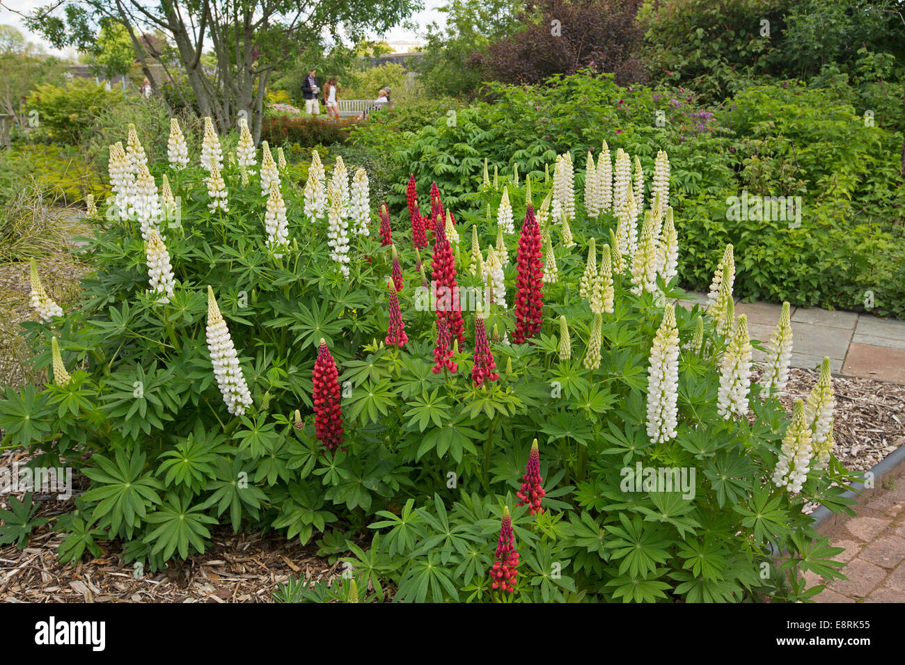 Masse des hohen Spitzen der leuchtend roten & weiße Lupine, Lupinus Polyphyllus Sorte & Smaragd Laub in krautigen Grenze des englischen Cottage-Garten Stockfoto