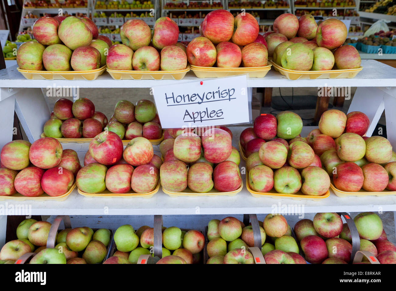 Frisch gepflückt Honeycrisp Apfel am Bauernmarkt - Pennsylvania USA Stockfoto