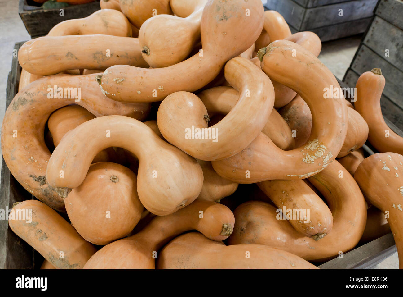 Butternut-Kürbis (Cucurbita Moschata) am Bauernmarkt - Pennsylvania USA Stockfoto