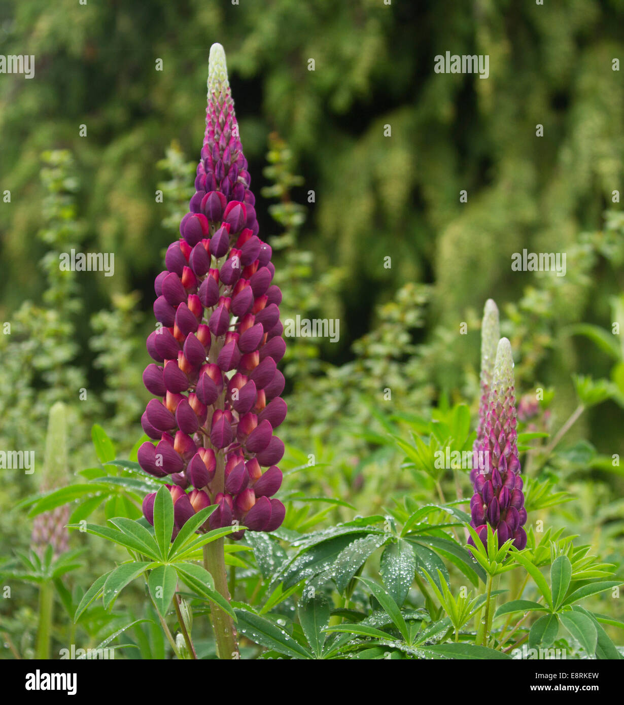 Hohe Spitze dunkel lila Lupinen Blumen, Lupinus Polyphyllus Sorte, mit smaragdgrünen Laub in krautigen Grenze des englischen Cottage-Garten Stockfoto