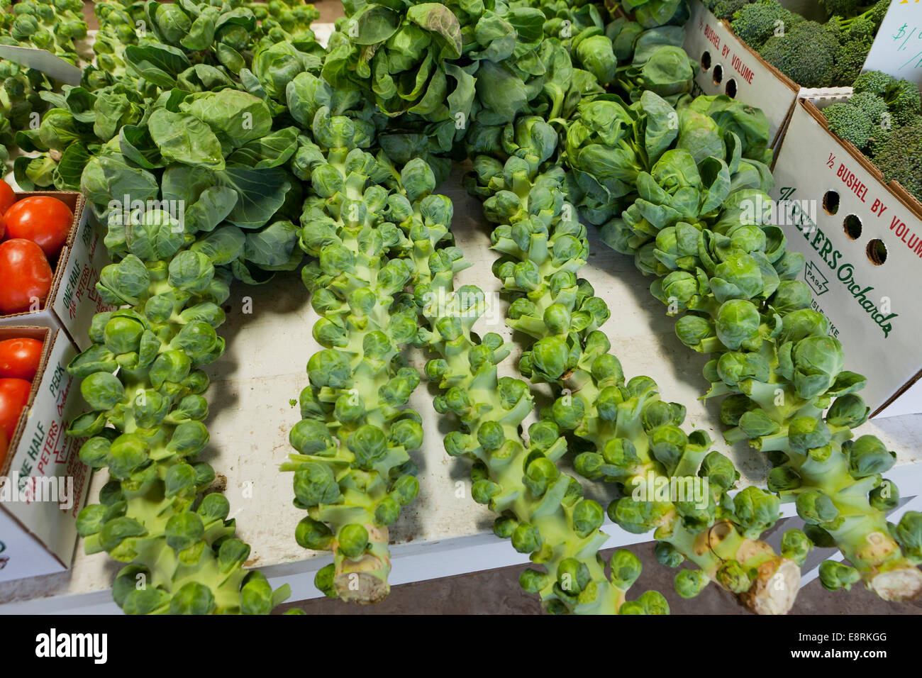 Rosenkohl (Brassica Oleracea) am Stiel bei Bauernmarkt - Pennsylvania USA Stockfoto