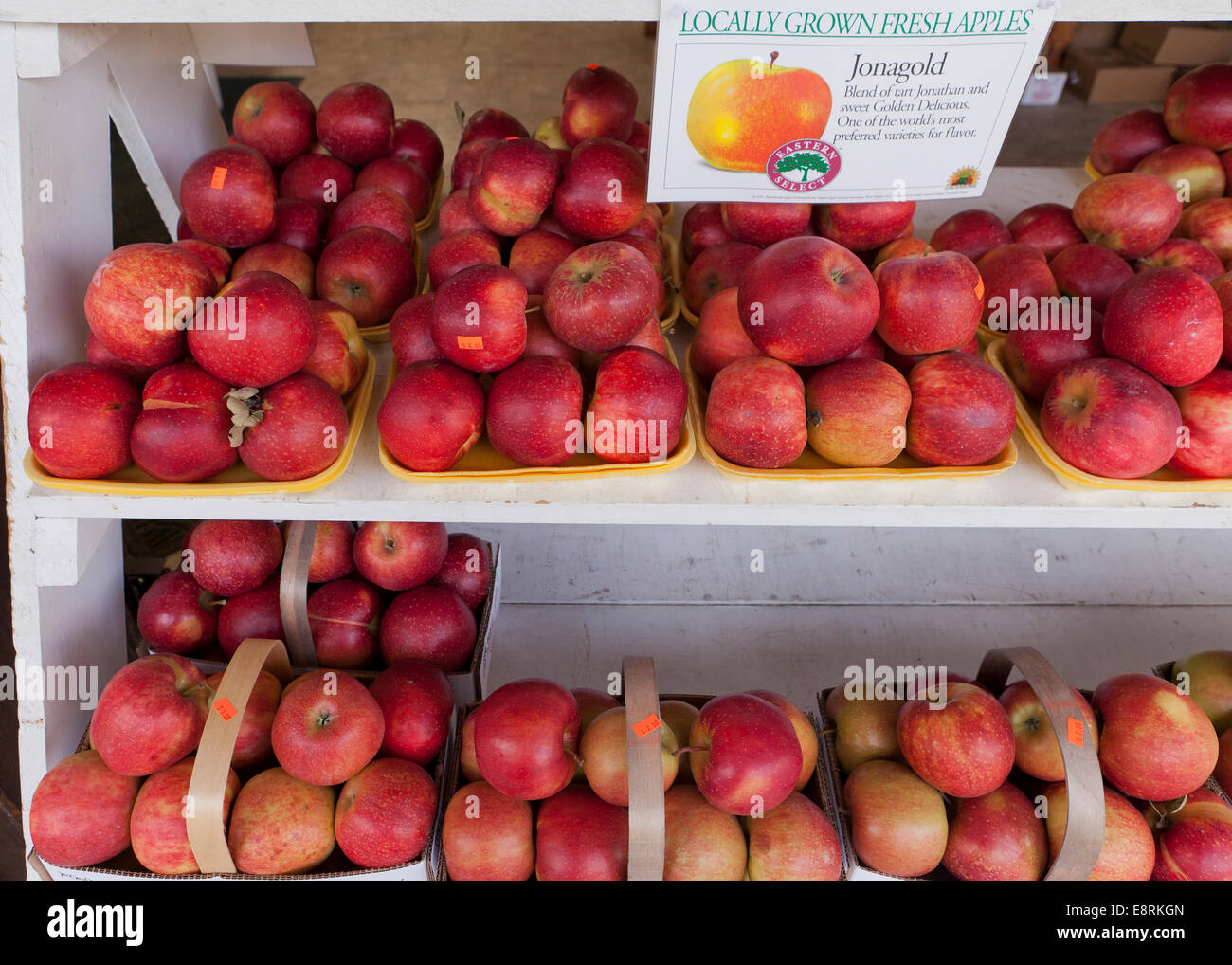 Frisch gepflückt Jonagold Äpfel am Bauernmarkt - Pennsylvania USA Stockfoto