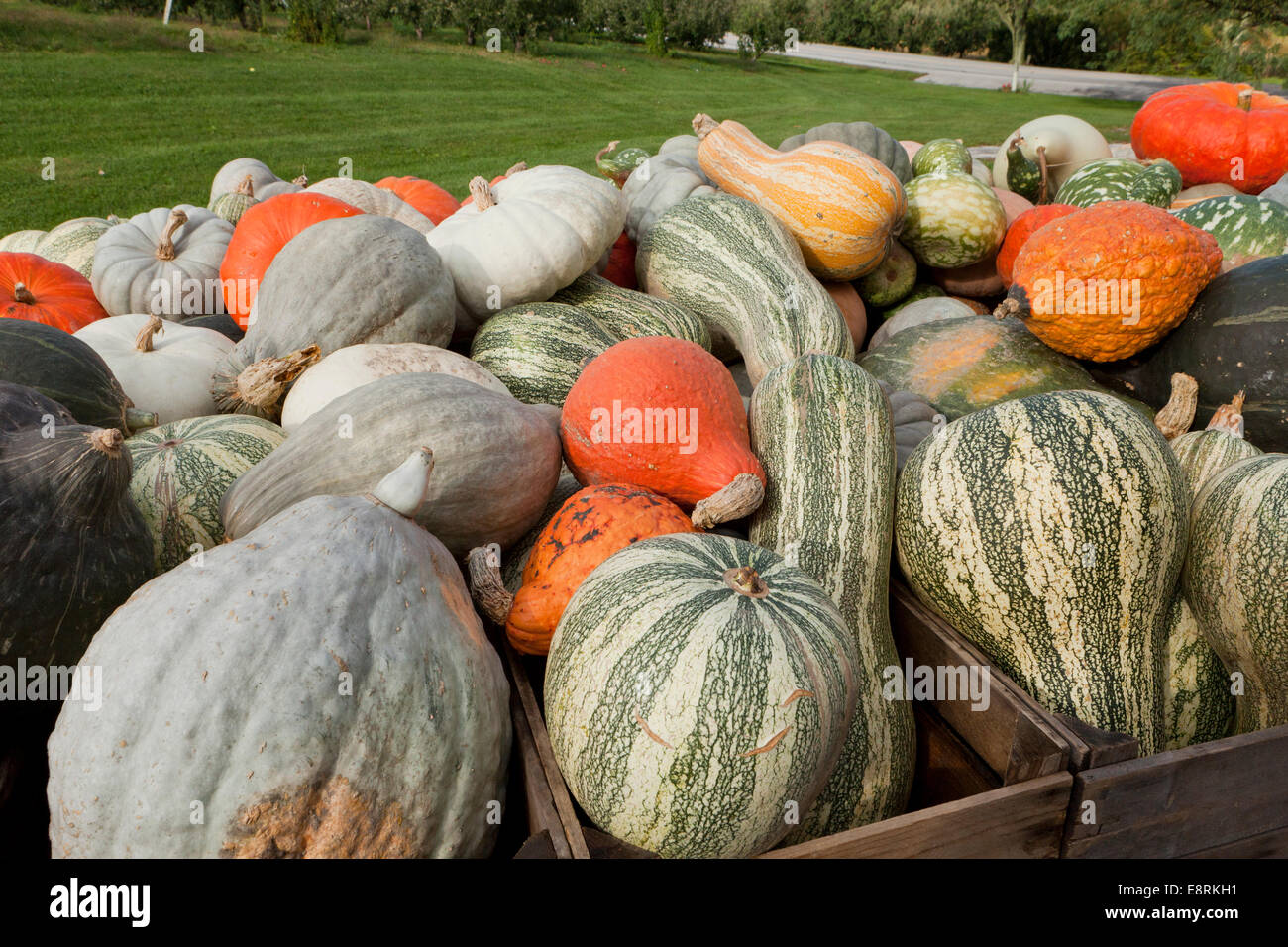 Vielzahl von Squash am Bauernmarkt - Pennsylvania USA Stockfoto