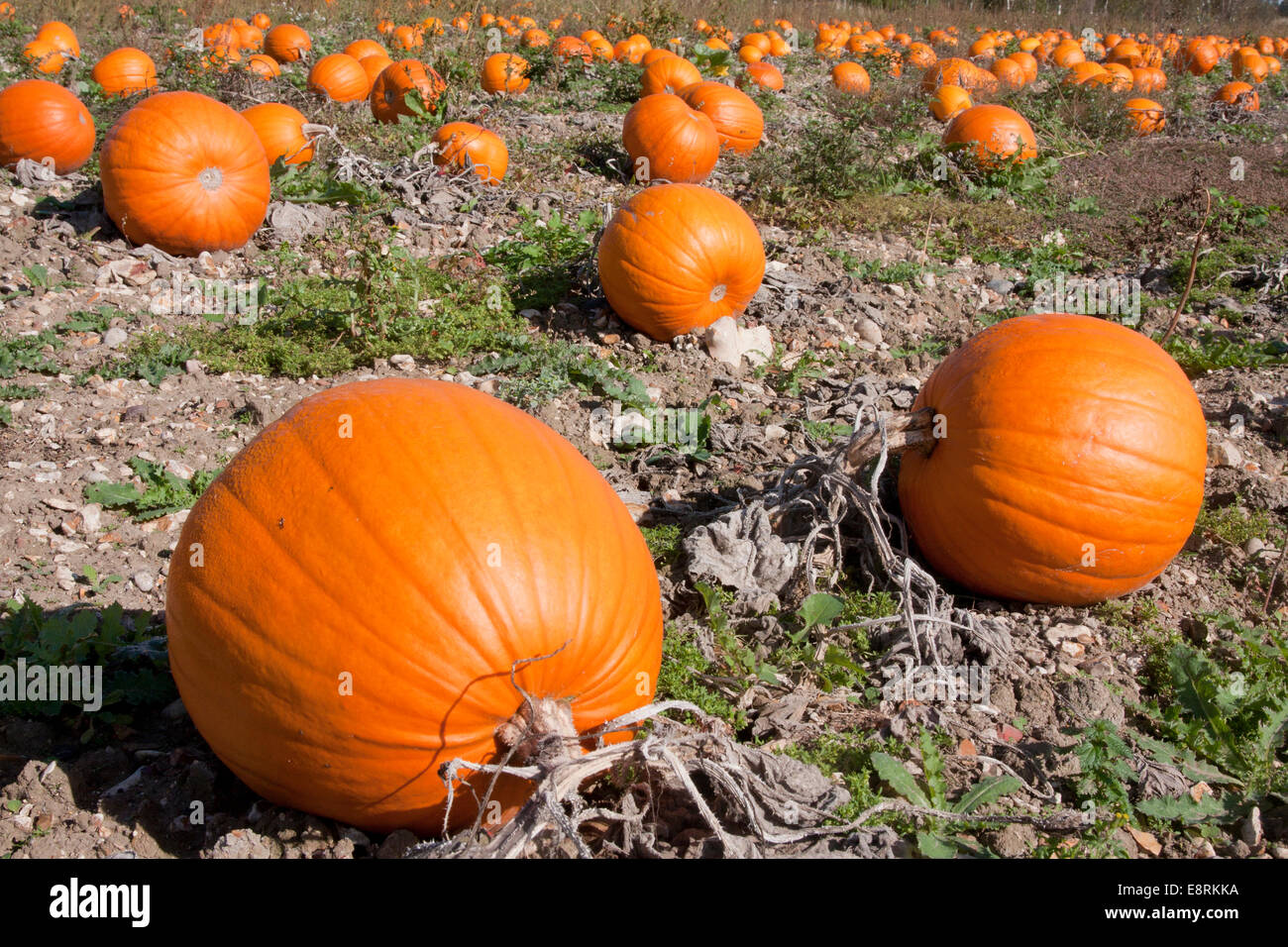 Kürbisse (Cucurbita Pepo) wächst in Hampshire, England Stockfoto