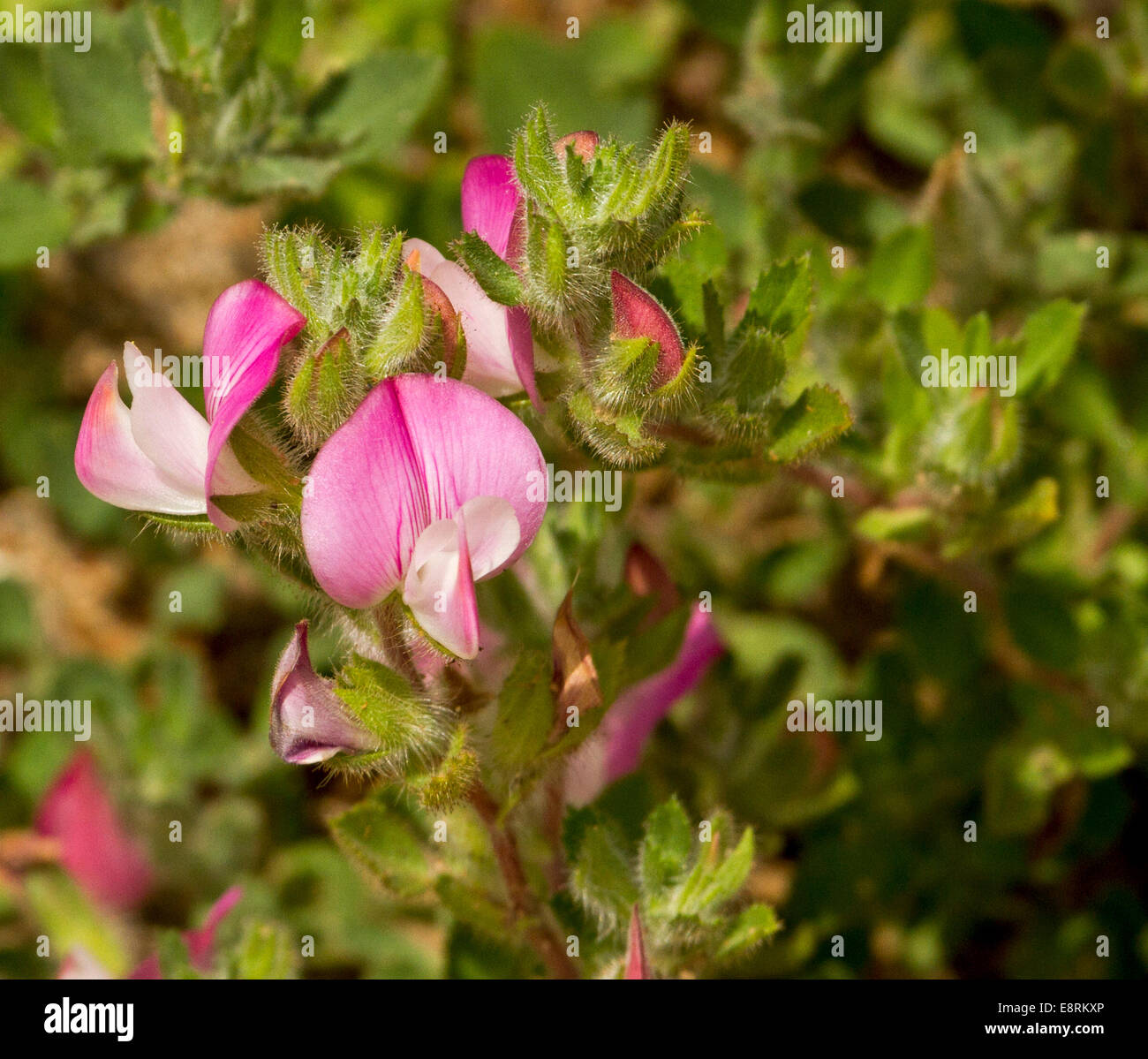 Britische Wildblumen, rosa Blüten und behaarte Blätter von Ononis Repens wächst in Sanddünen an der Spurn Point in England Stockfoto