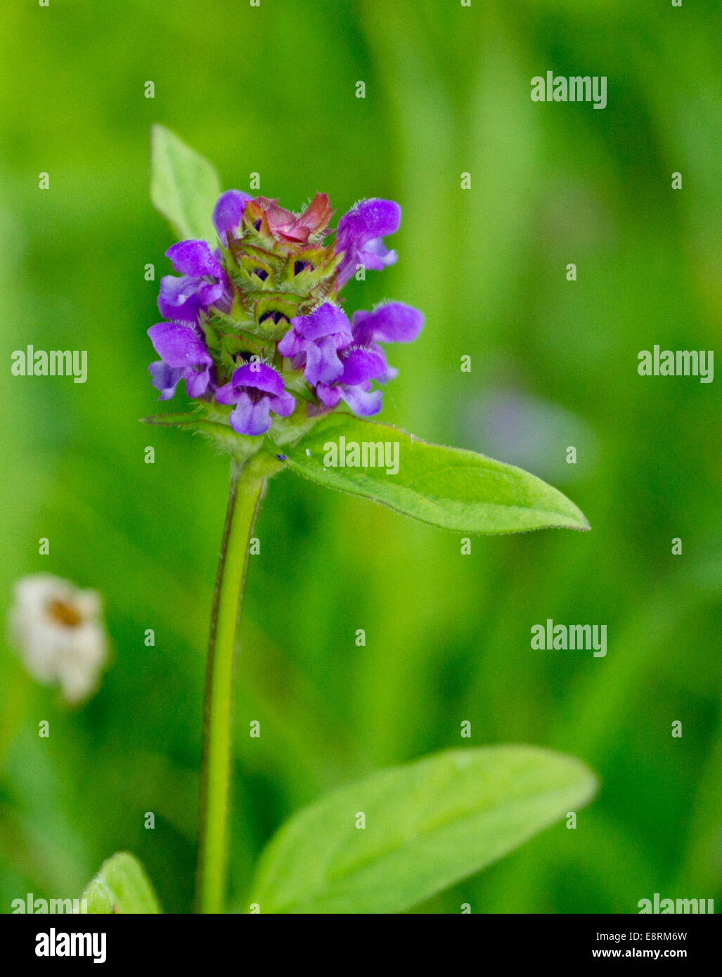 Britische Wildblumen, lila Blüten und Blätter von selbst heilen, Prunella Vulgaris, vor grünem Hintergrund Stockfoto