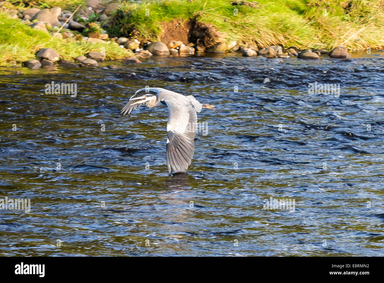 Heron fliegt über den Fluß Wharfe in North Yorkshire Stockfoto