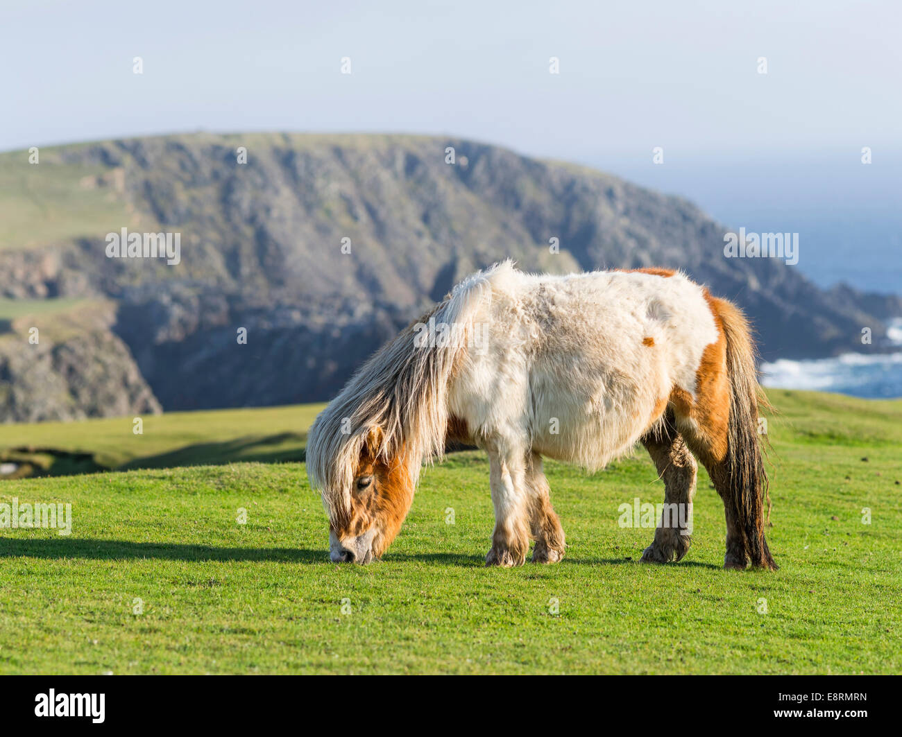 Shetland-Pony auf der Weide in der Nähe von hohen Klippen, Shetland-Inseln, Schottland. (Großformatige Größen erhältlich) Stockfoto