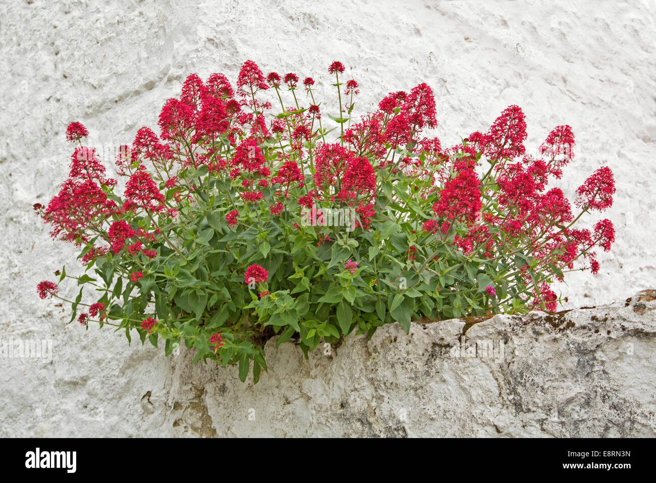 Centranthus Ruber, Baldrian, mit Masse von leuchtend rote Blüten, wachsen auf weiß gestrichenen Wand Beaumaris Anglesey Wales Stockfoto