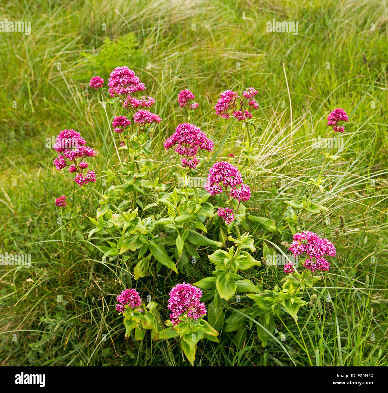 Leuchtend rot / rosa Wildblumen, Centranthus Ruber, Baldrian, wächst Gras auf Sanddünen am Strand von Port Eynon Wales Stockfoto