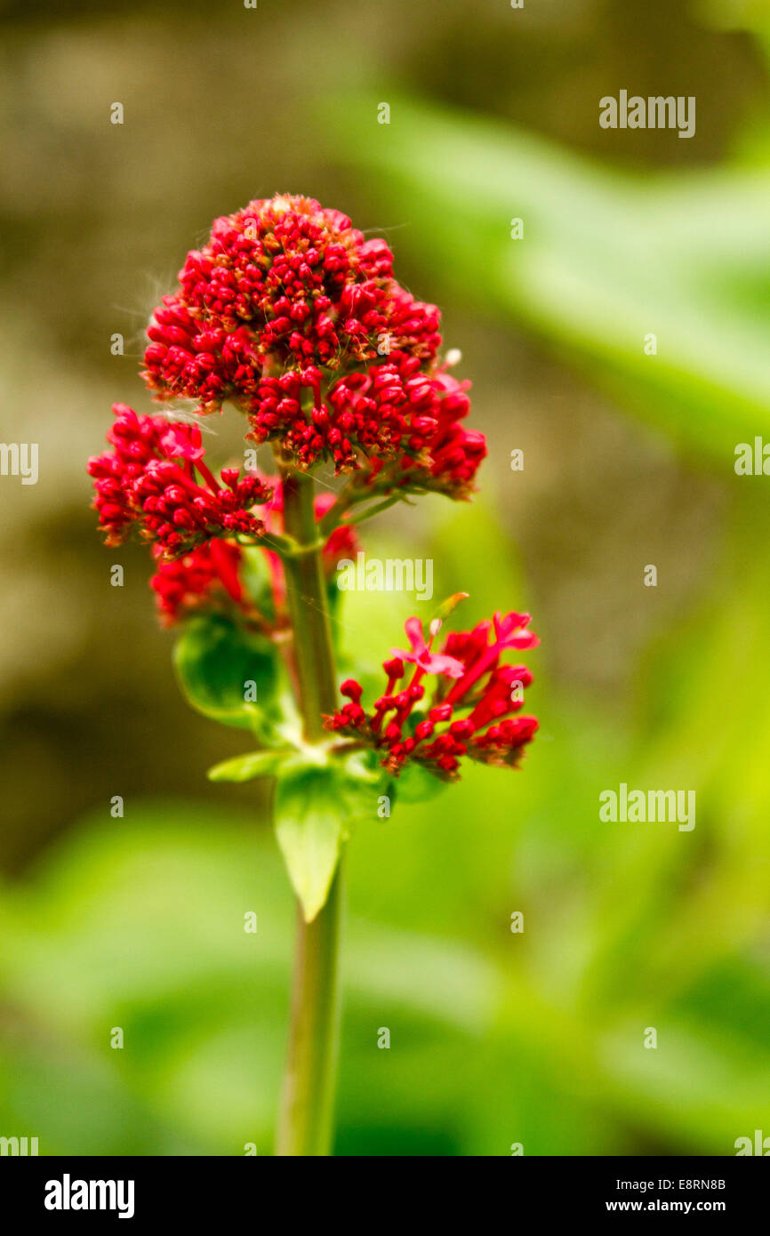Cluster von leuchtend roten Wildblumen, Centranthus Ruber, Baldrian, vor grünem Hintergrund, an Llandudno Wales Stockfoto
