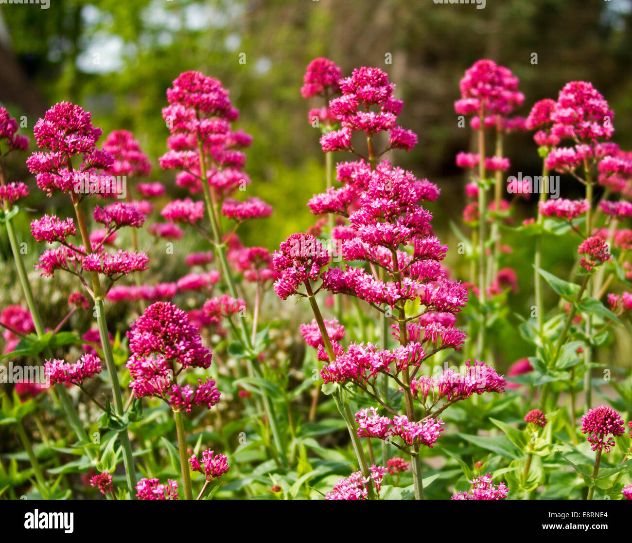Cluster von leuchtend roten Wildblumen, Centranthus Ruber, Baldrian, wächst an Llandudno Wales Stockfoto