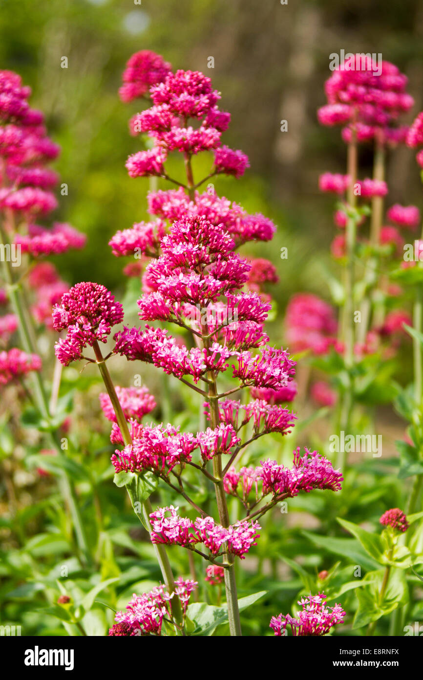 Cluster von leuchtend roten Wildblumen, Centranthus Ruber, Baldrian, wächst an Llandudno Wales Stockfoto