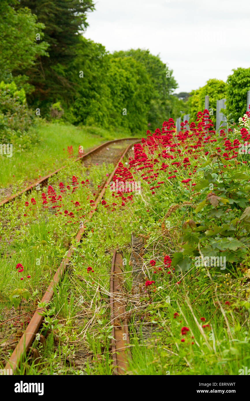 Masse der Wildblumen, Centranthus Ruber, rote Baldrian, Smaragd Vegetation neben verlassene Bahnstrecke in Criccieth Wales Stockfoto
