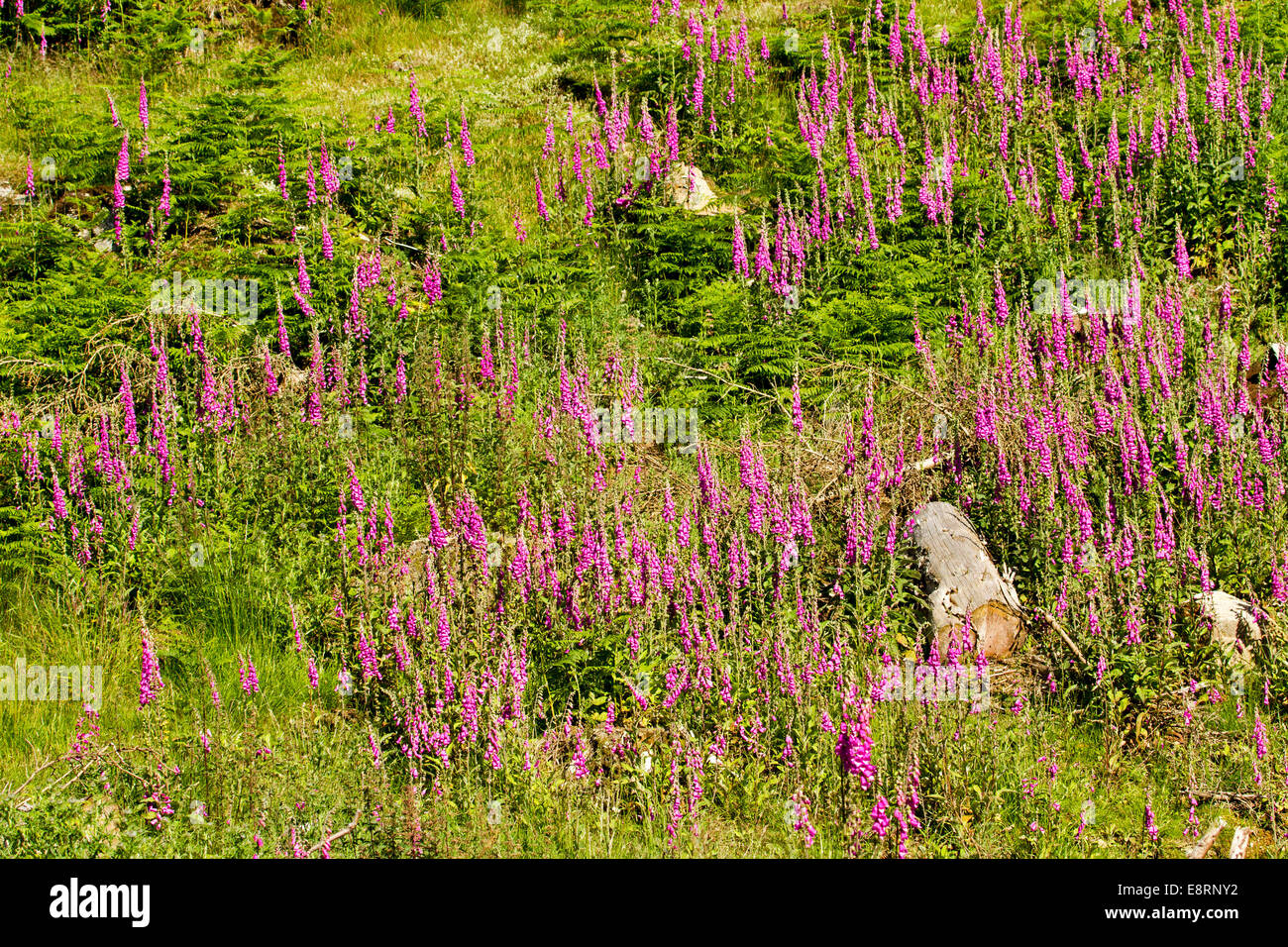 Teile der Fingerhut, Digitalis Purpurea, britische Wildblumen mit hellen rosa Blumen, die kolonisatorischen Bereich des Waldlandes gelöscht Stockfoto