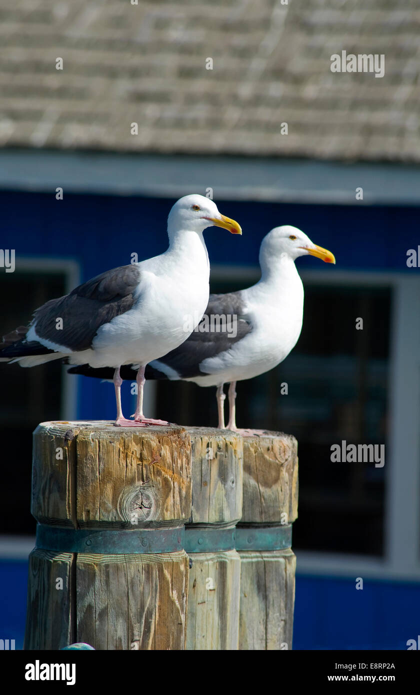 Möwen, die sich auf dem Pier in Redondo Beach, Kalifornien, USA, ausruhen Stockfoto