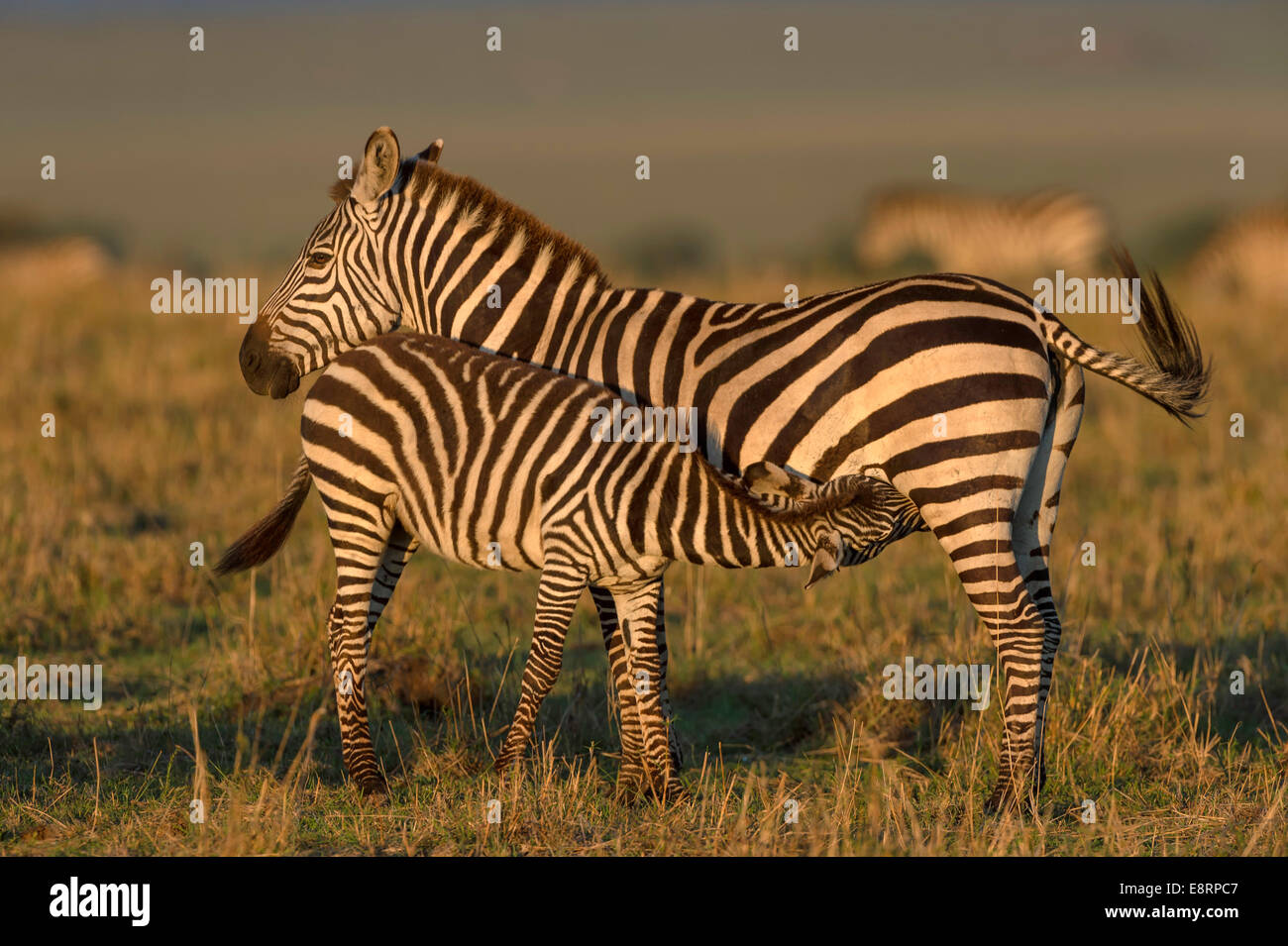 Zebra-Stute und Fohlen der Krankenpflege in der Abendsonne Stockfoto