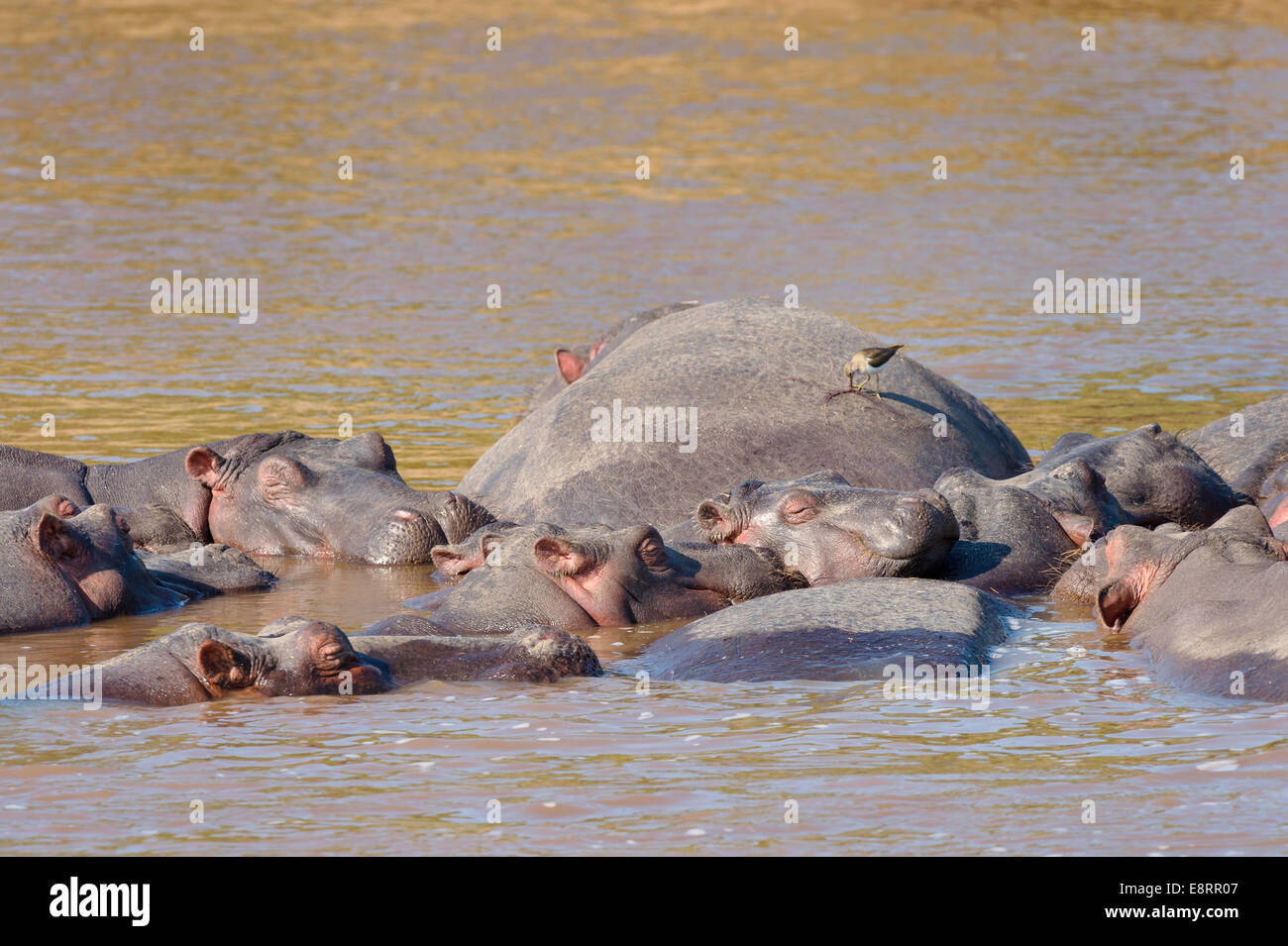 Herde von Nilpferd schlafen in das Wasser des Flusses in der Masai Mara Stockfoto