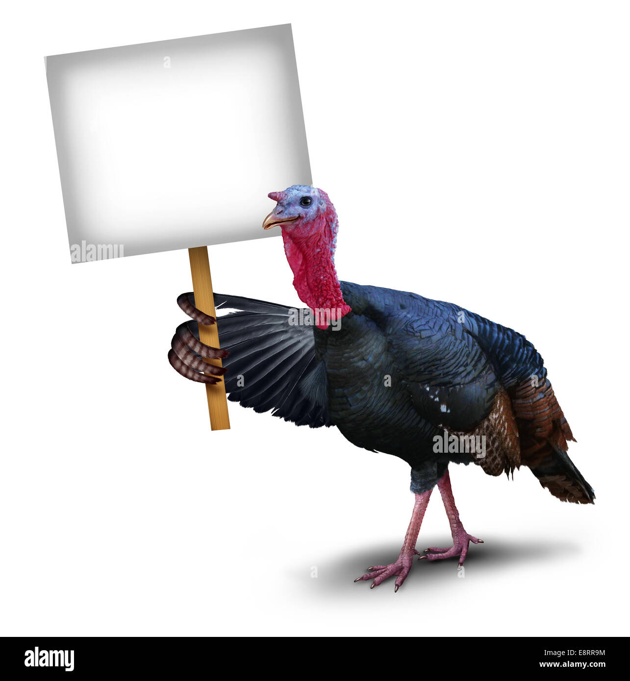 Türkei Vogel Zeichen Konzept als Danksagung Charakter Symbol oben mit seinen Flügel mit einem Schild Plakat auf einem weißen Hintergrund, Herbst fest Ans saisonale Tierwelt-Thema darstellt. Stockfoto