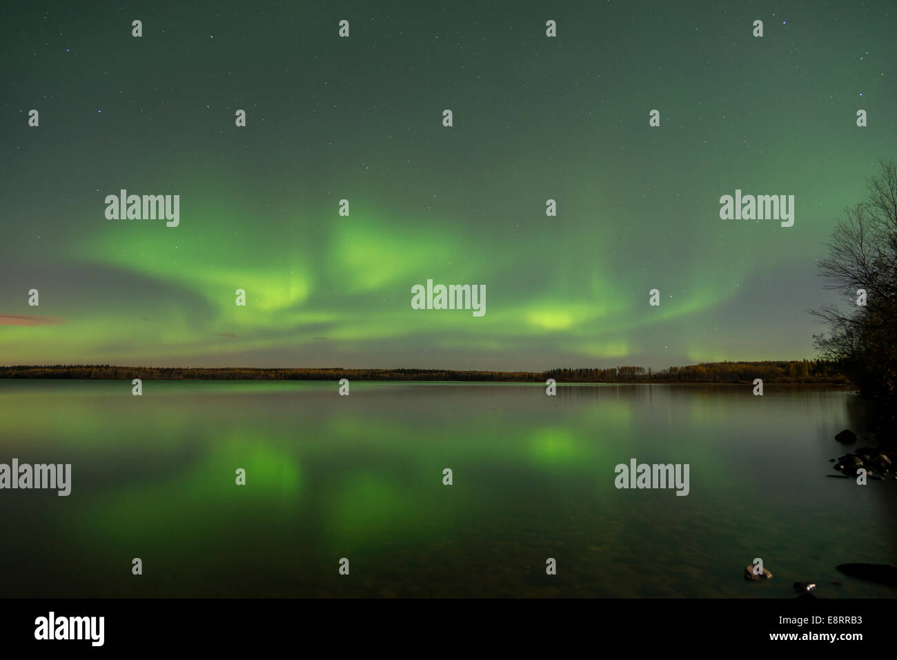 Nordlichter im Wasser mit einem Baum Silhouette reflektiert. Stockfoto
