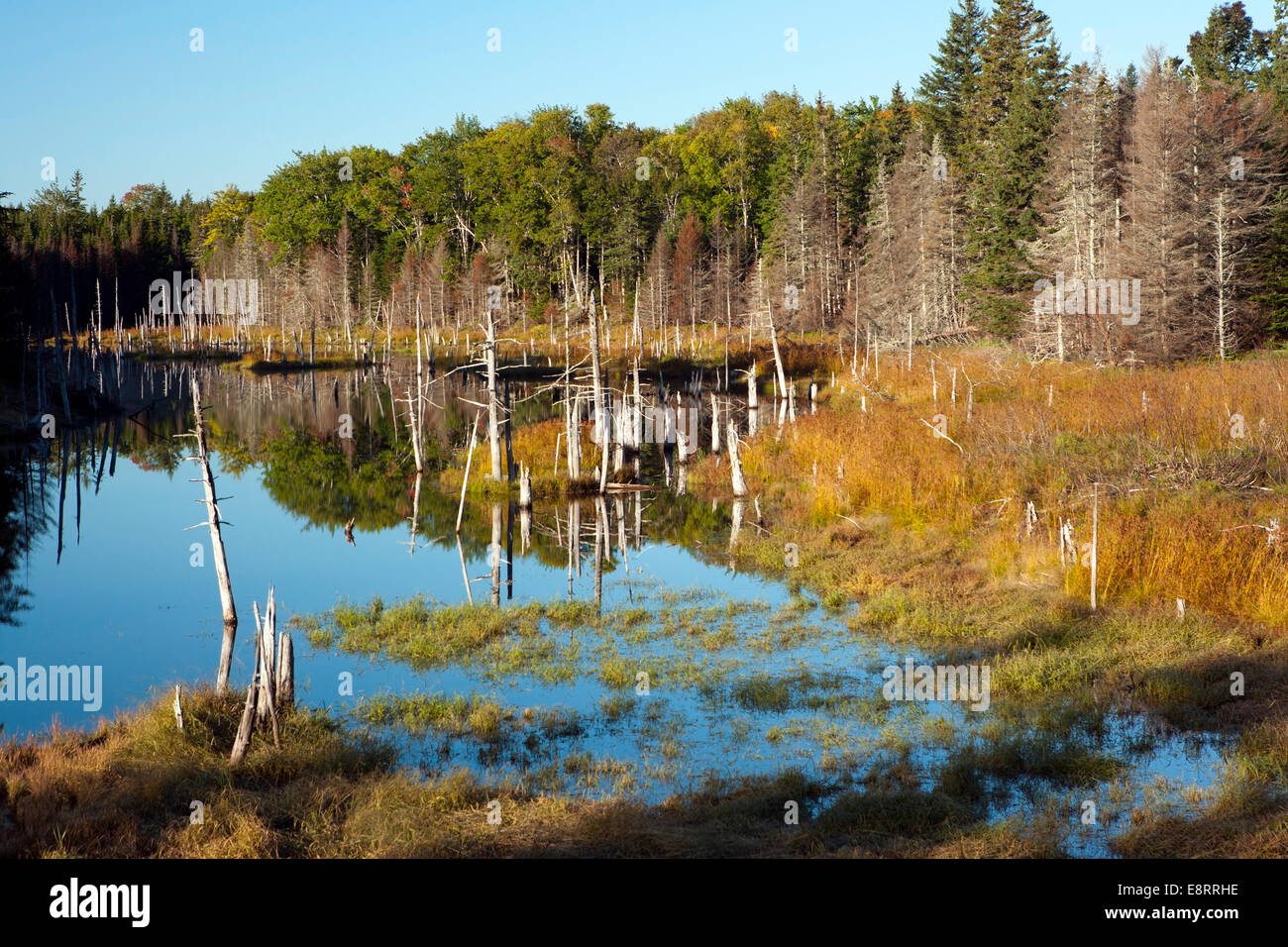 Sumpfigen Moor Landschaft Cabot Trail - Cape Breton Highlands National Park - Cape Breton, Nova Scotia, Kanada Stockfoto