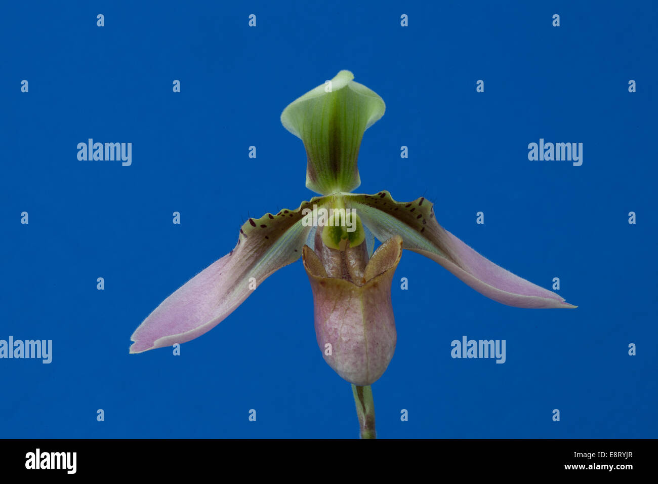 Orchidee Blume Stockfoto