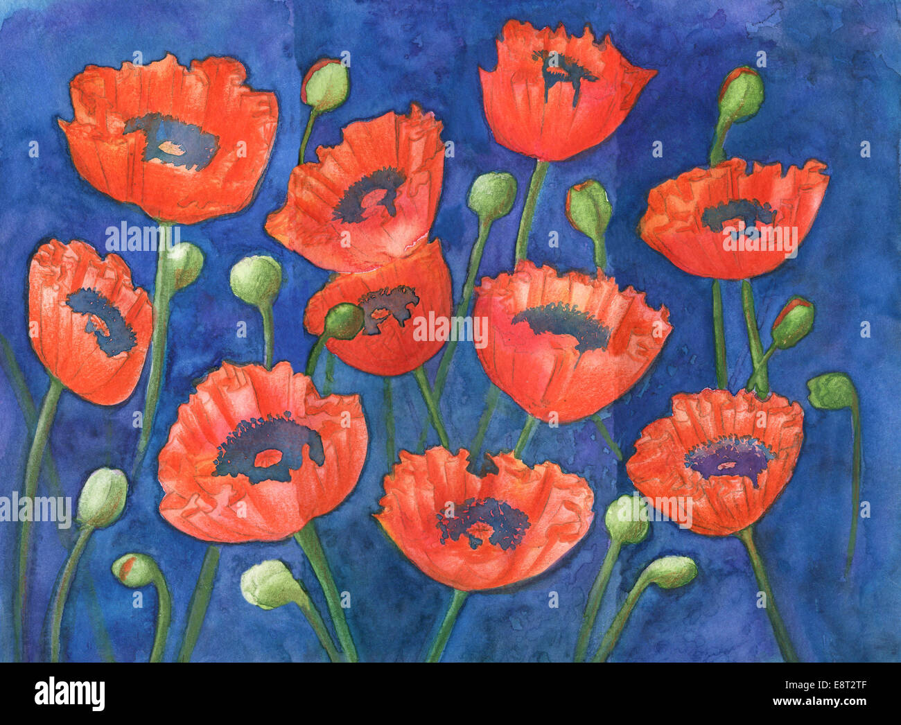 Rote Mohnblumen und grüne Knospen auf blau, original Aquarell und Gouache Malerei Stockfoto