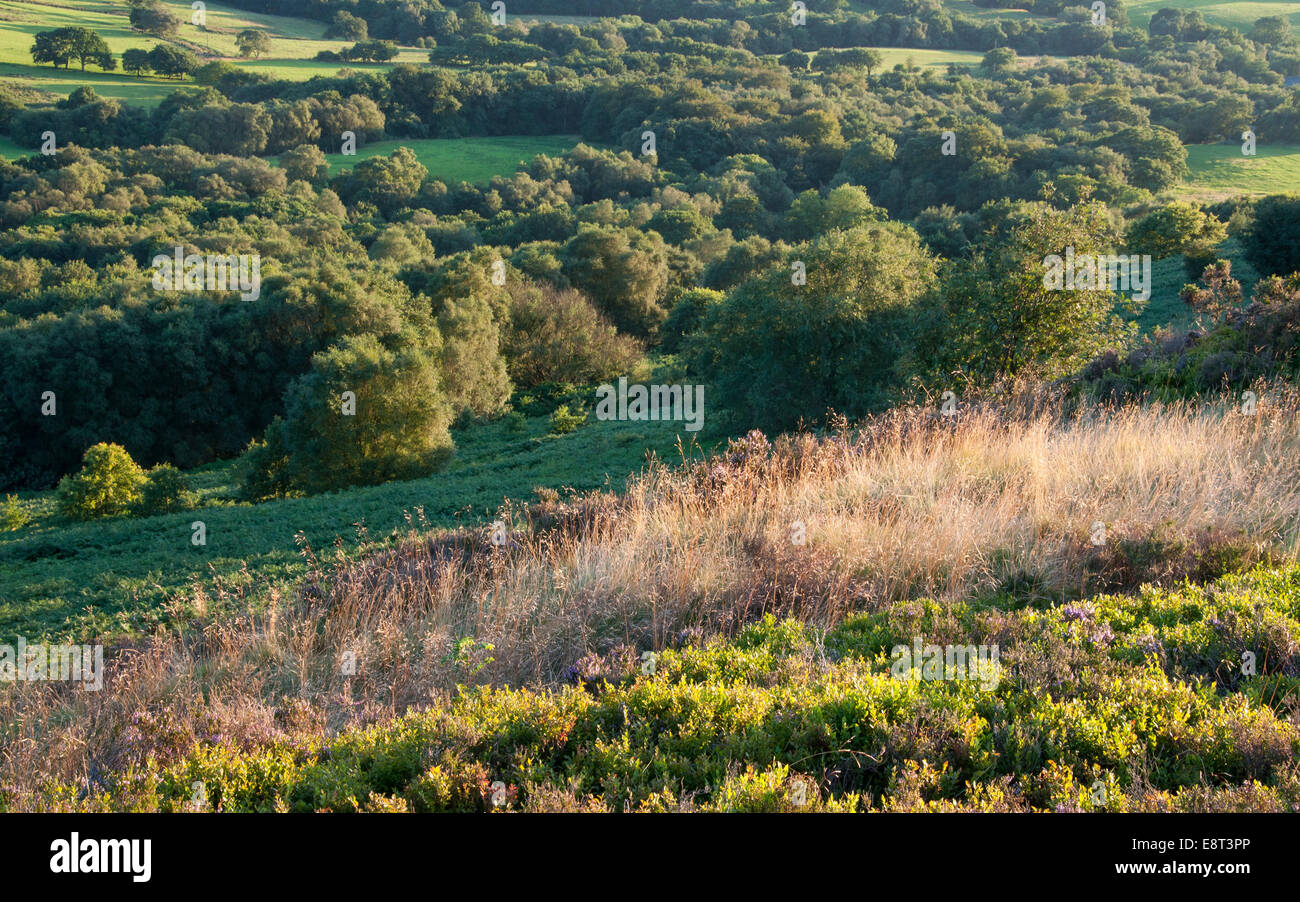 Spätsommer englische Landschaft in der Nähe von Glossop, Derbyshire. Stockfoto