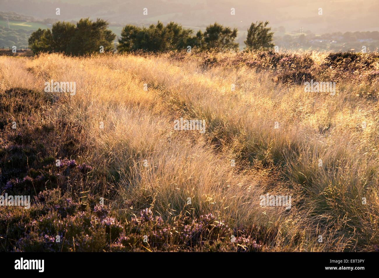Goldene Sommer Gräser auf Hügeln oberhalb Charlesworth, Derbyshire. Stockfoto