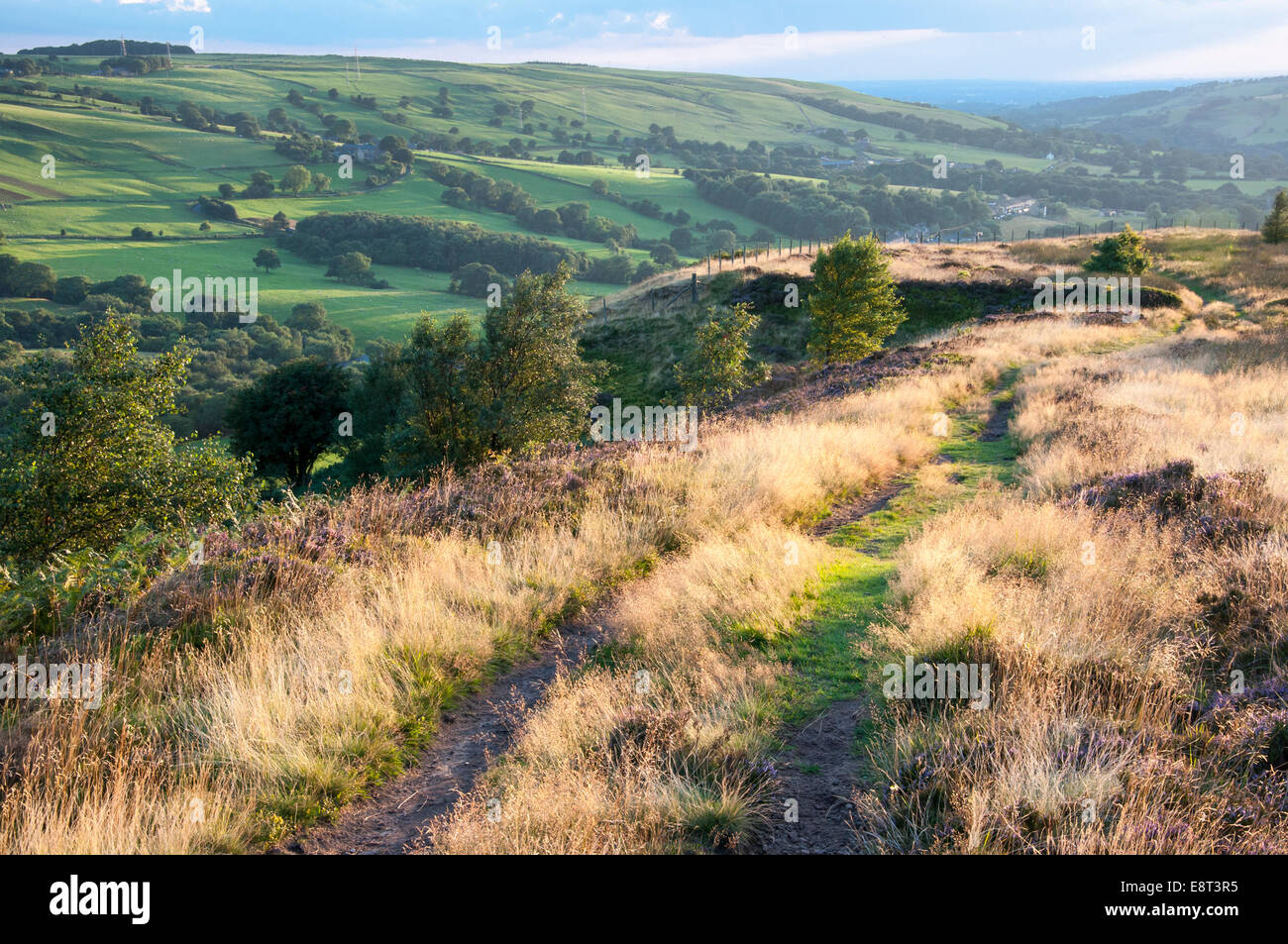 Leuchtende Gräser und Heidekraut neben Wanderweg auf den Hügeln oberhalb von Charlesworth. Blick auf grünen Hügeln und weit entfernten Horizont. Stockfoto