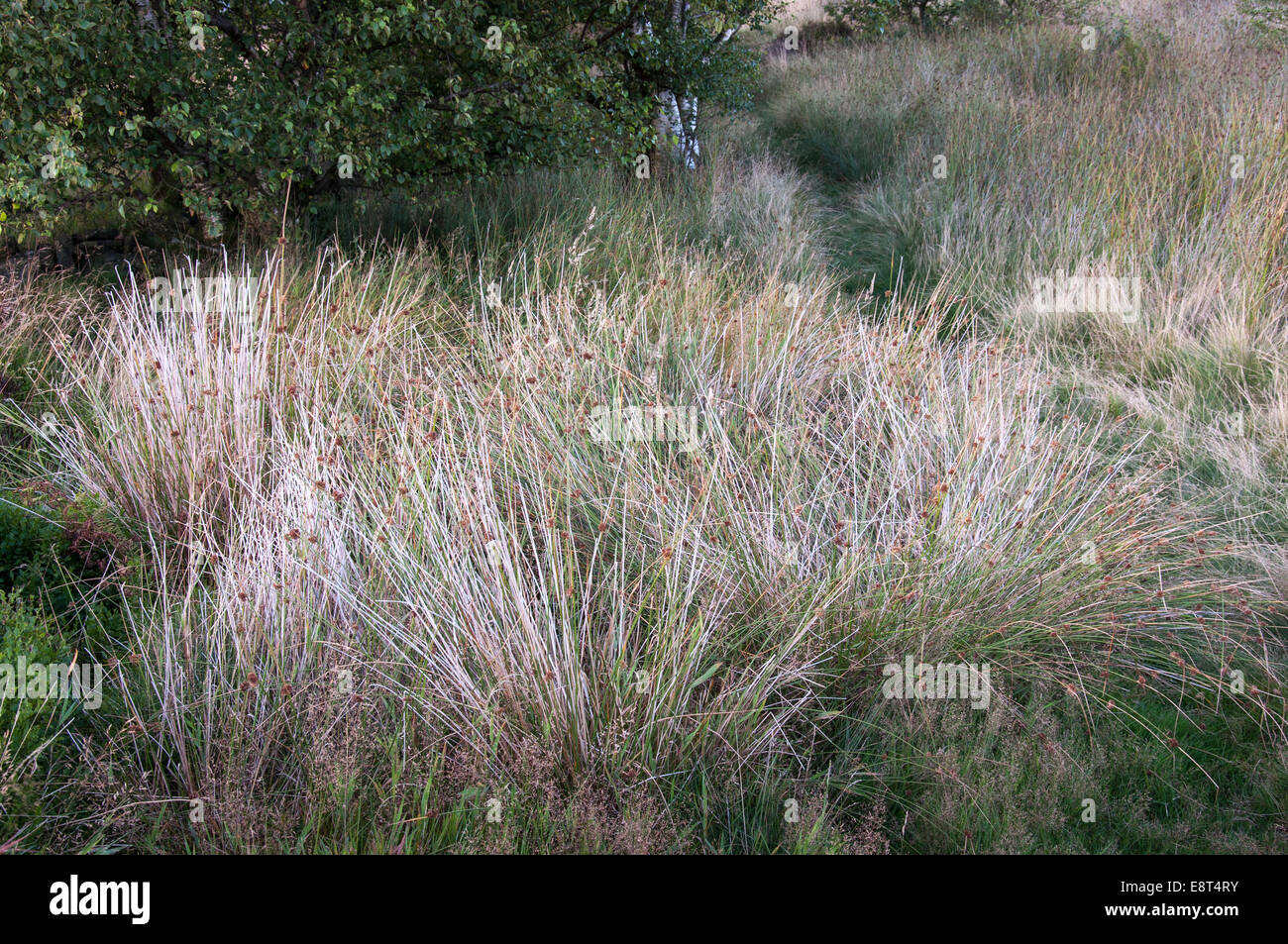 Moorland Schilf und Gräser mit natürlichen Texturen Stockfoto