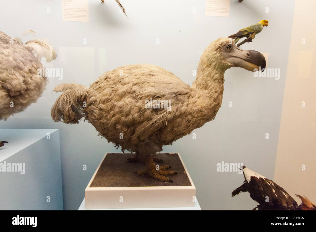 Ausgestopften Dodo-Vogel auf dem Display an das Natural History Museum, Kensington, London, England, Vereinigtes Königreich. Stockfoto