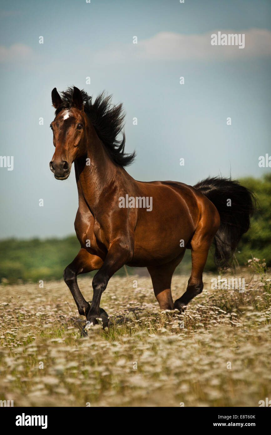 Oldenburger Pferd, braun mit Abzeichen, Wallach, im Galopp auf der Wiese mit Blumen Stockfoto