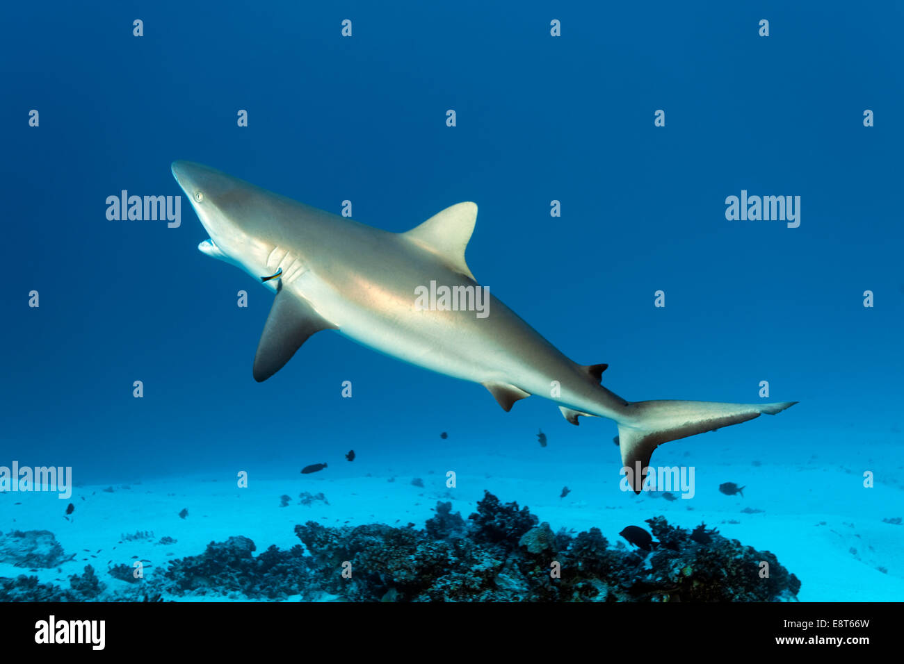 Grauen Riffhai (Carcharhinus Amblyrhynchos) bei Reinigungsstation mit einem Bluestreak Reinigungsmittel Wrasse (Labroides Dimidiatus) Stockfoto