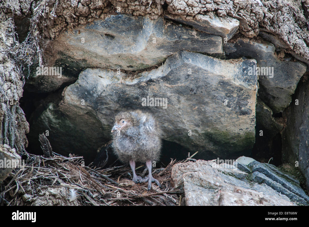 Verschneiten Scheidenschnabel (Chionis Alba), Küken, Paulet Island, antarktische Halbinsel, Antarktis Stockfoto