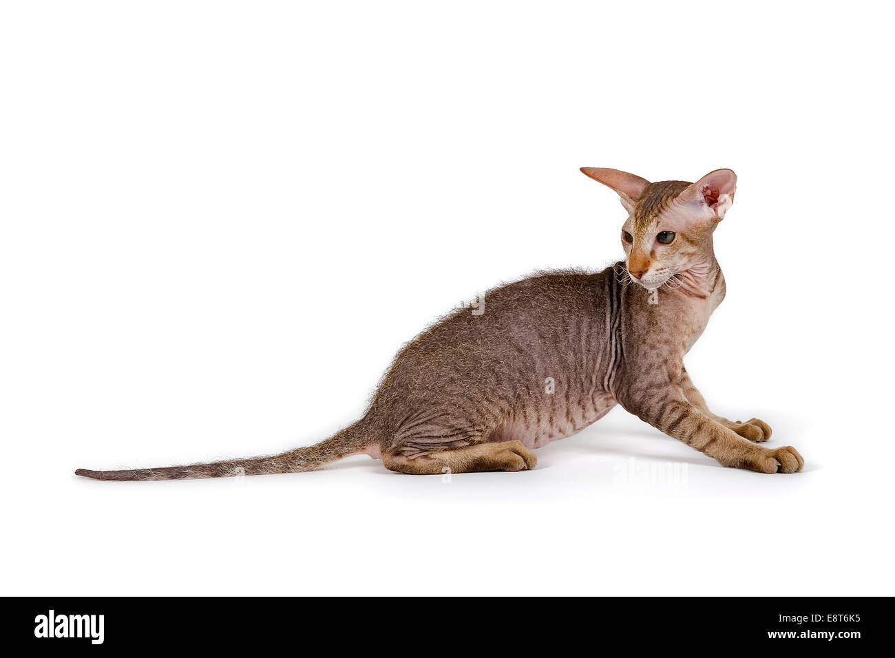 Peterbald Kätzchen, 4 Monate Stockfoto