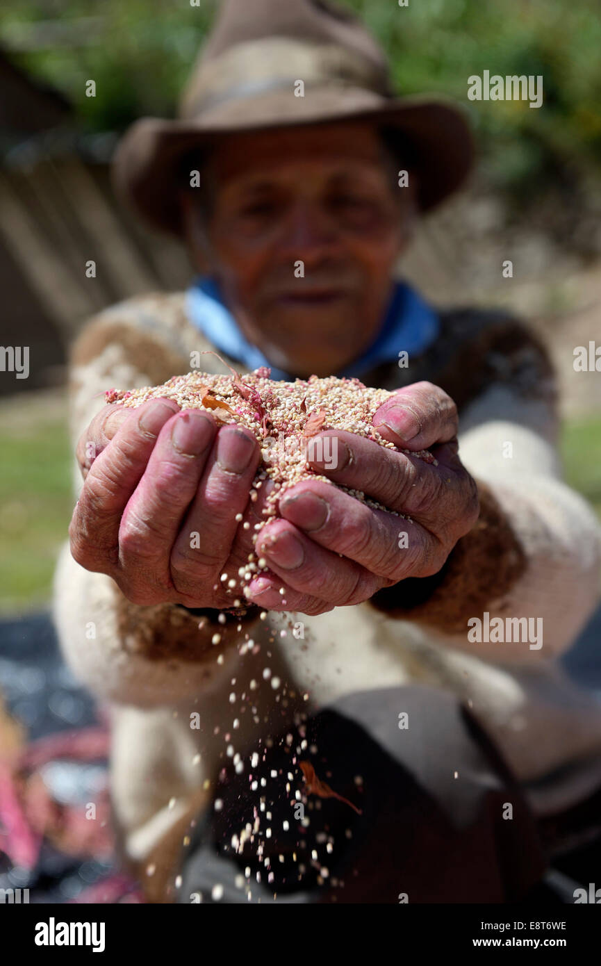 Quinoa (Chenopodium Quinoa), Alter Bauer mit Quinoa-Samen rieselt durch seine offenen Hände, Quivilla, Huanuco Provinz, Peru Stockfoto