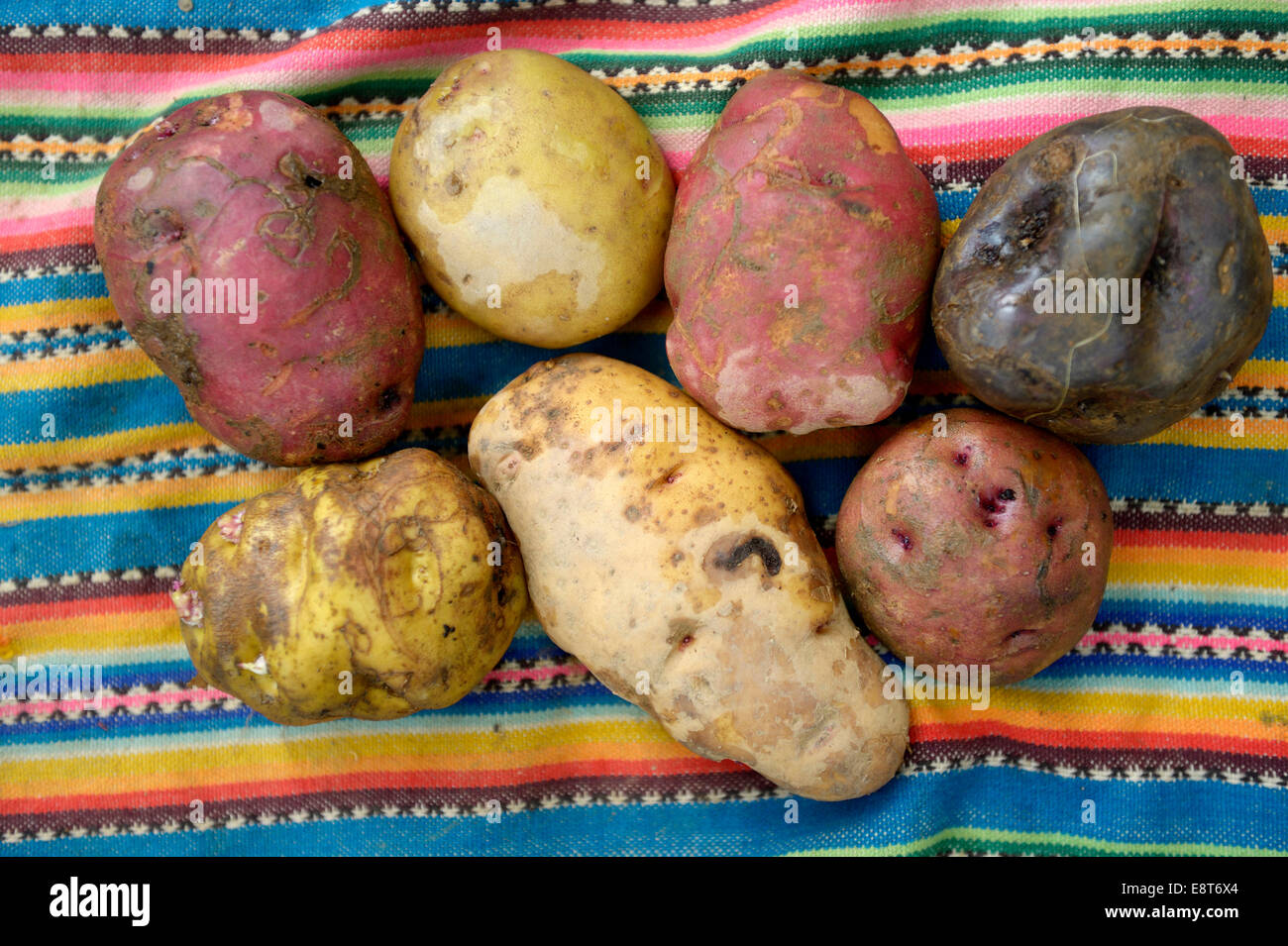 Verschiedene Kartoffelsorten (Solanum Tuberosum), traditionelle andine produzieren, Chuquis, Huanuco Provinz, Peru Stockfoto